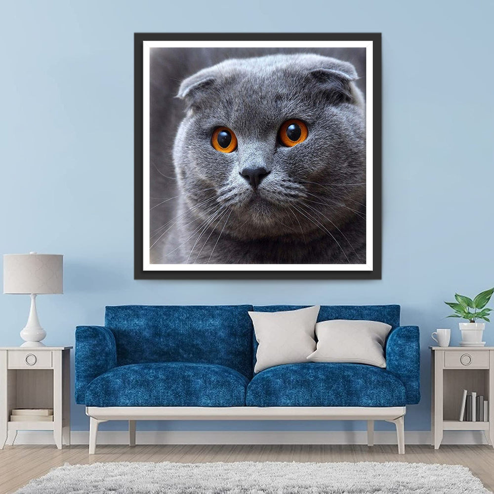 Een Grijze Kat met Oranje Ogen Diamond Painting