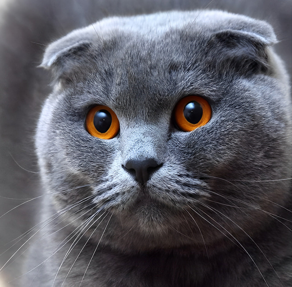 Een Grijze Kat met Oranje Ogen Diamond Painting
