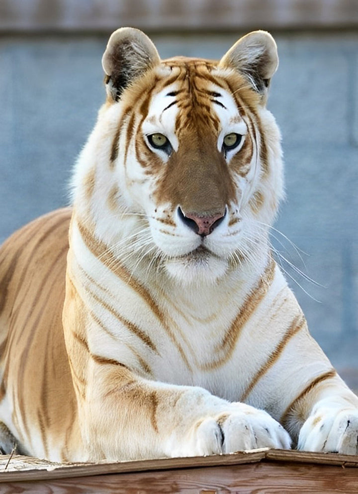 Een Grote Tijger Diamond Painting