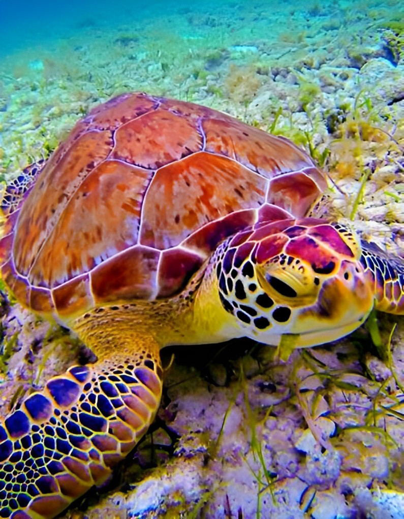 Een Grote Zeeschildpad Diamond Painting
