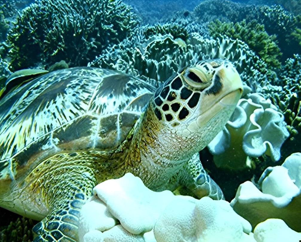 Een Grote Zeeschildpad in de Buurt van de Koralen Diamond Painting