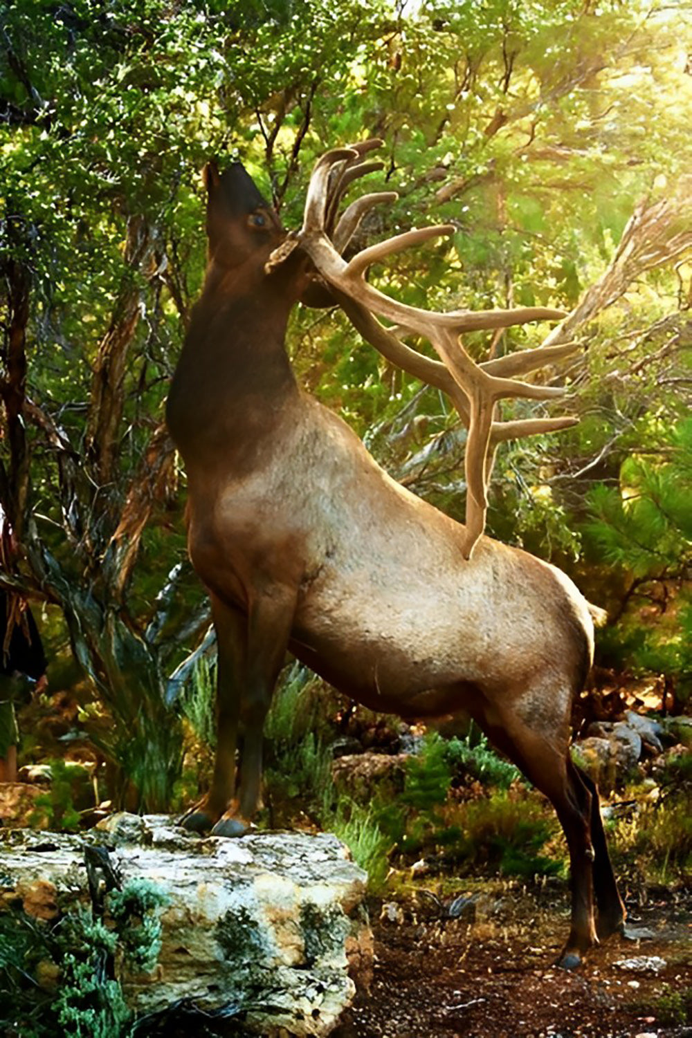 Een Hert eet Bladeren in het Bos Diamond Painting