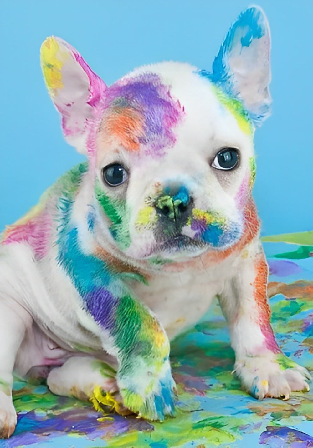 Een Hond met Kleurrijke Verf op zijn Lichaam Diamond Painting