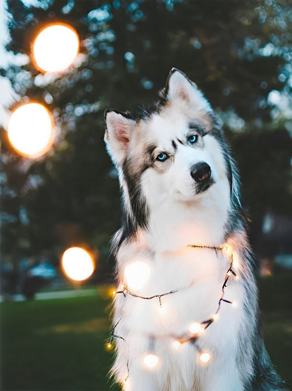 Een Husky met een Krom Hoofd Diamond Painting