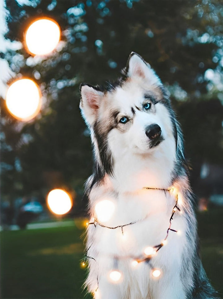 Een Husky met een Krom Hoofd Diamond Painting