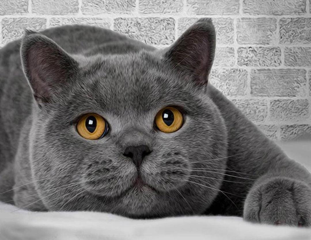 Een Kat die op de Grond ligt Diamond Painting