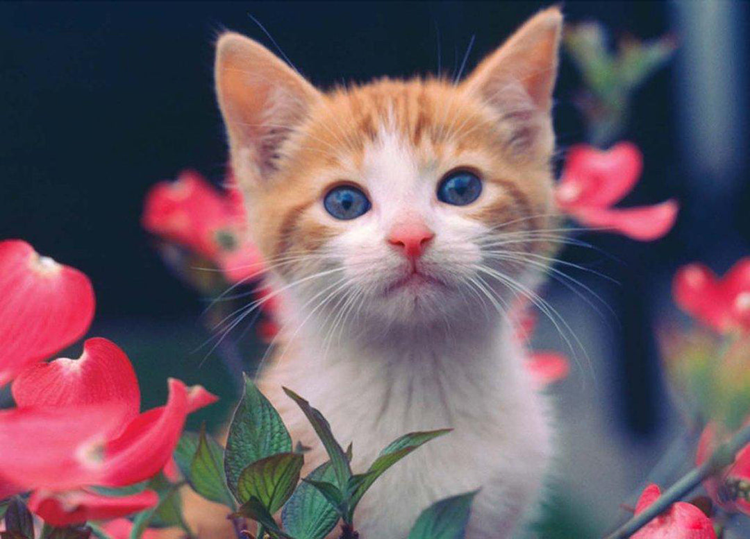 Een Kat omringd door Roze Bloemen Diamond Painting