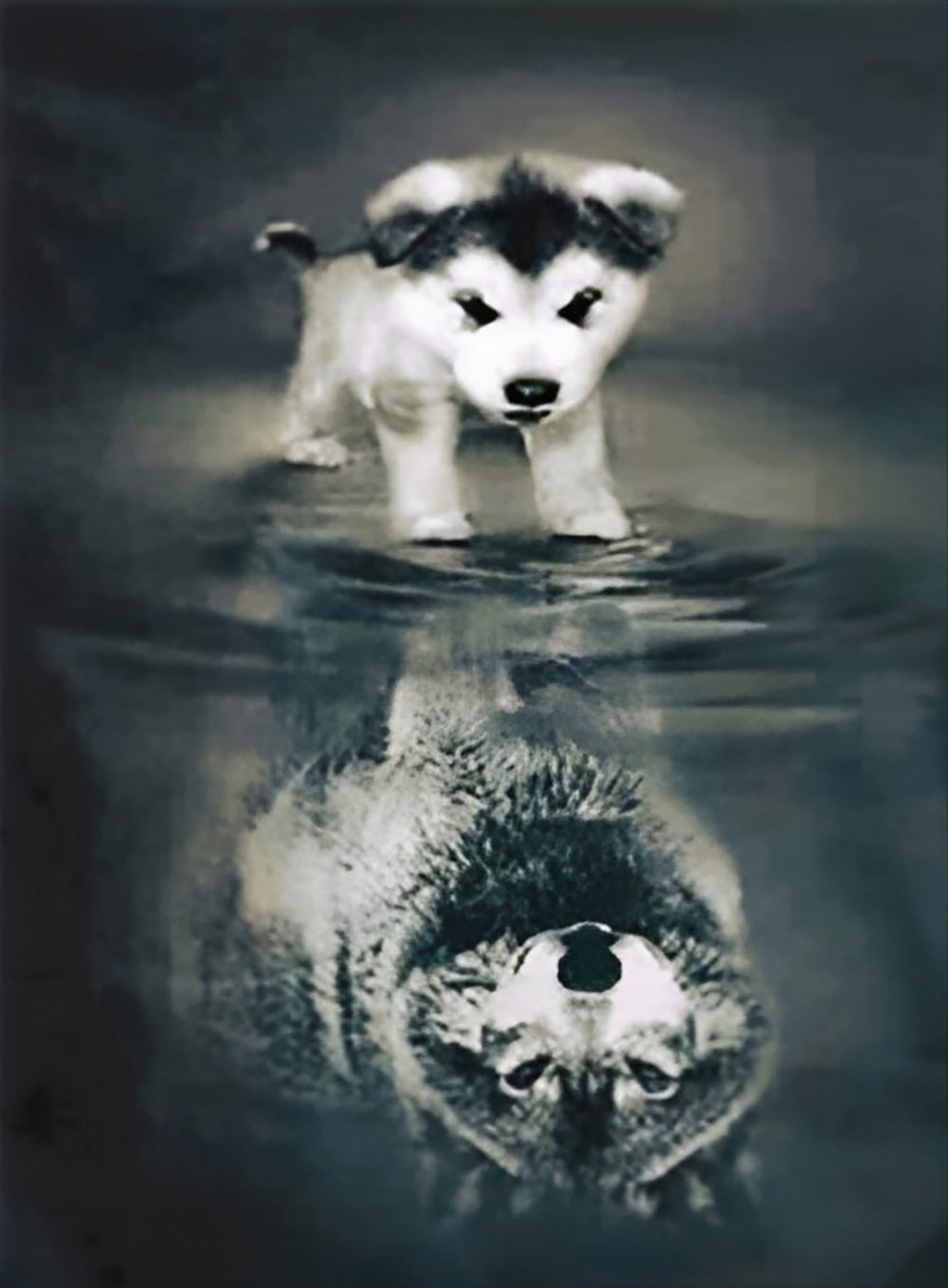 Een Kleine Husky en de Weerspiegeling van een Wolf in het Water Diamond Painting