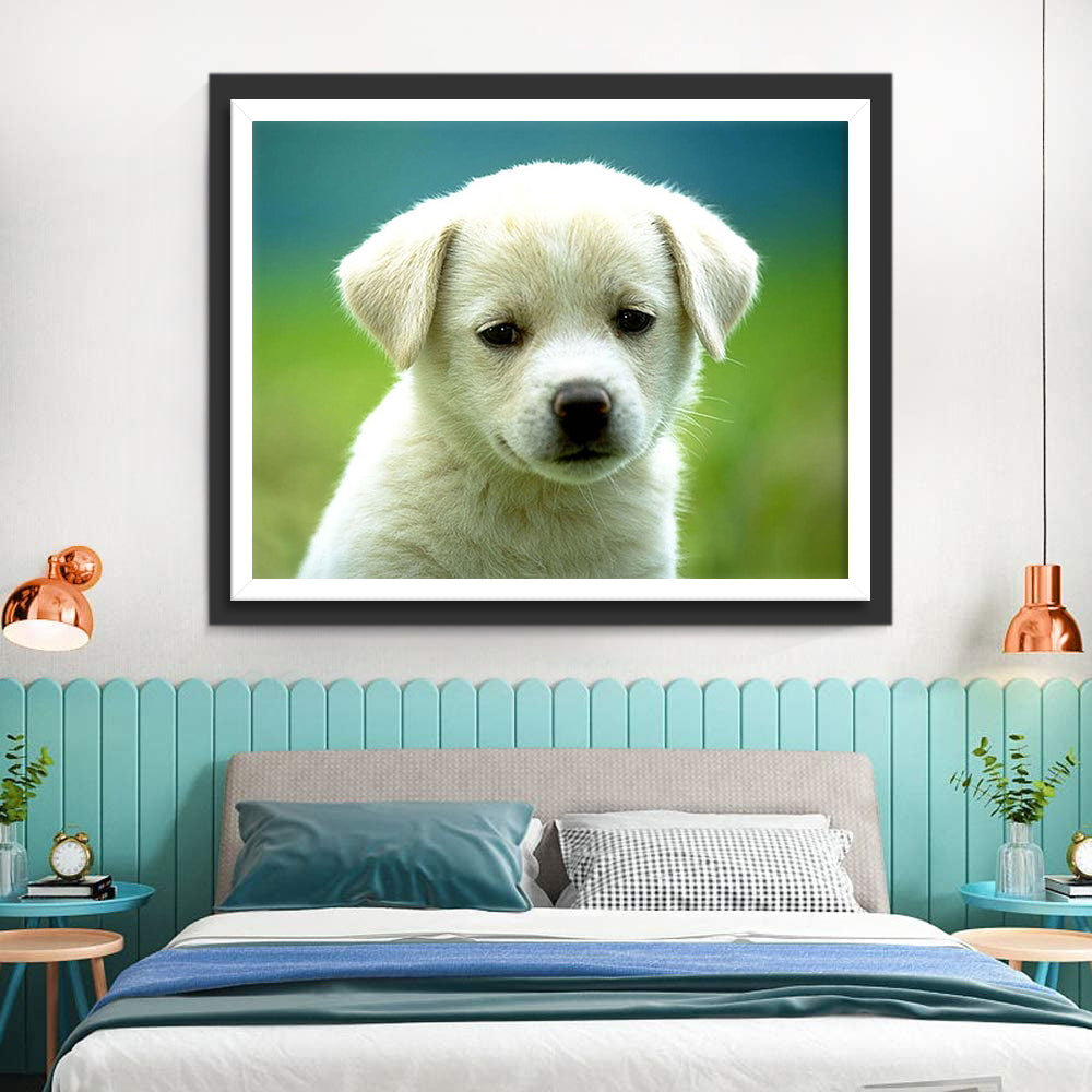 Een Kleine Witte Hond Diamond Painting