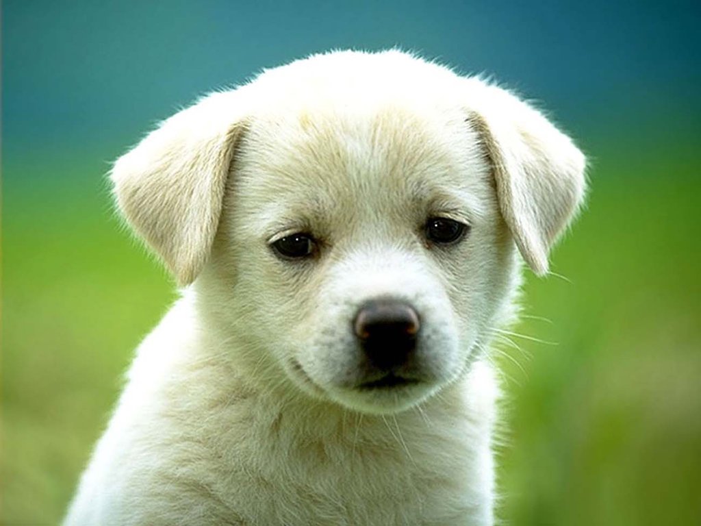 Een Kleine Witte Hond Diamond Painting