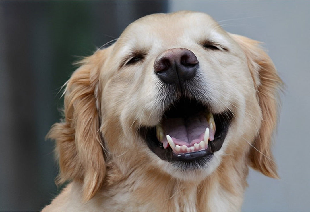 Een Lachende Golden Retriever Diamond Painting