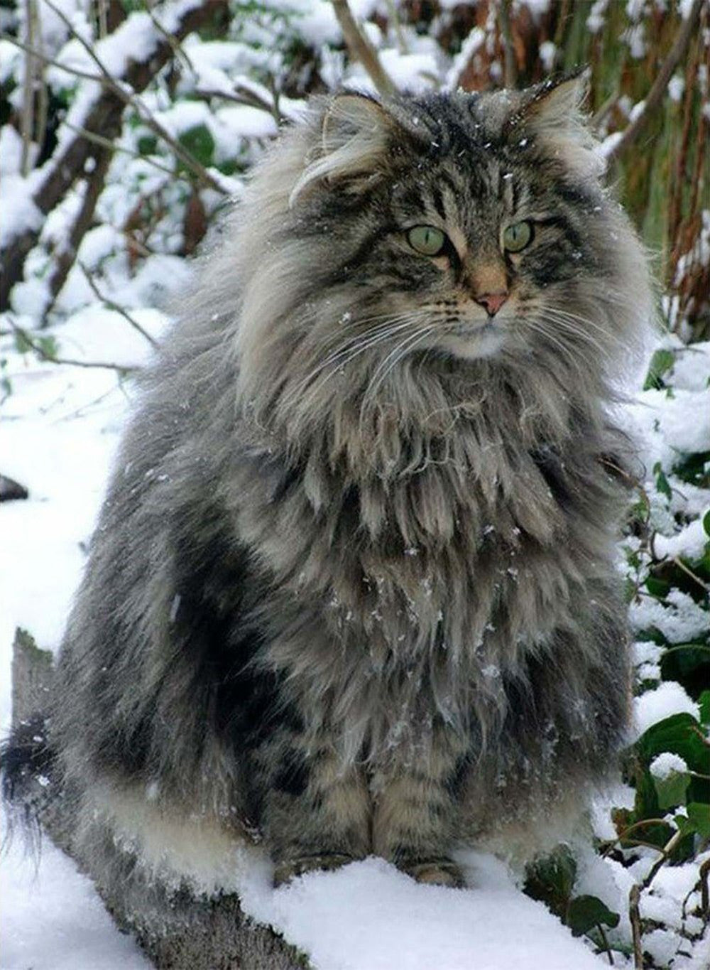 Een Langharige Kat in de Sneeuw Diamond Painting