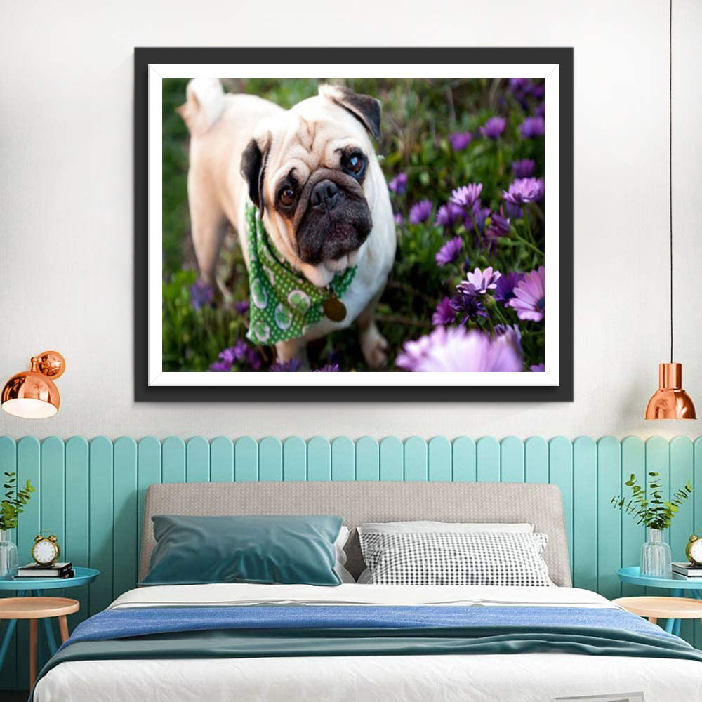 Een Mopshond met een Groene Halsband Diamond Painting