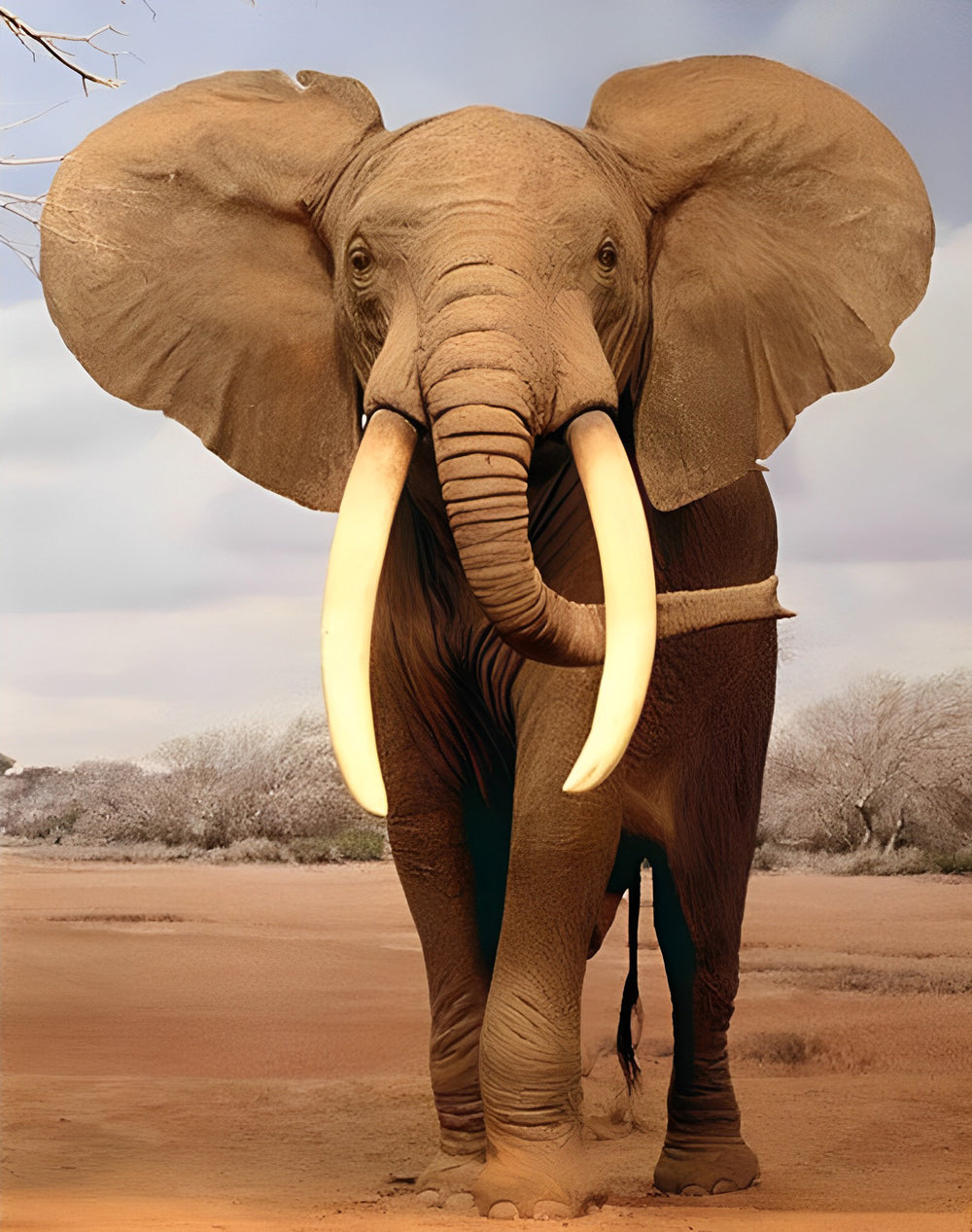 Een Olifant in de Woestijn Diamond Painting