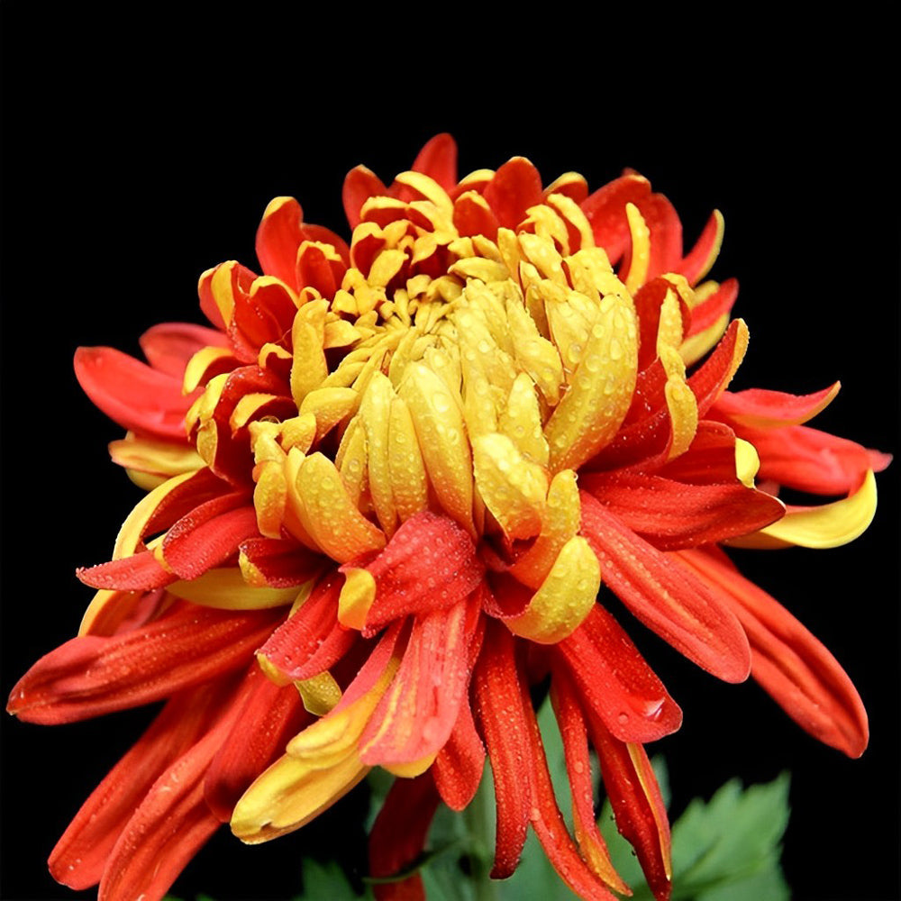 Een Oranje-Gele Chrysant Diamond Painting