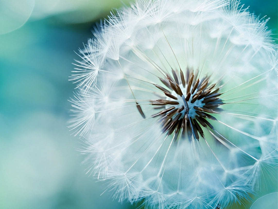 Een Paardenbloem tegen een Blauwe Achtergrond Diamond Painting