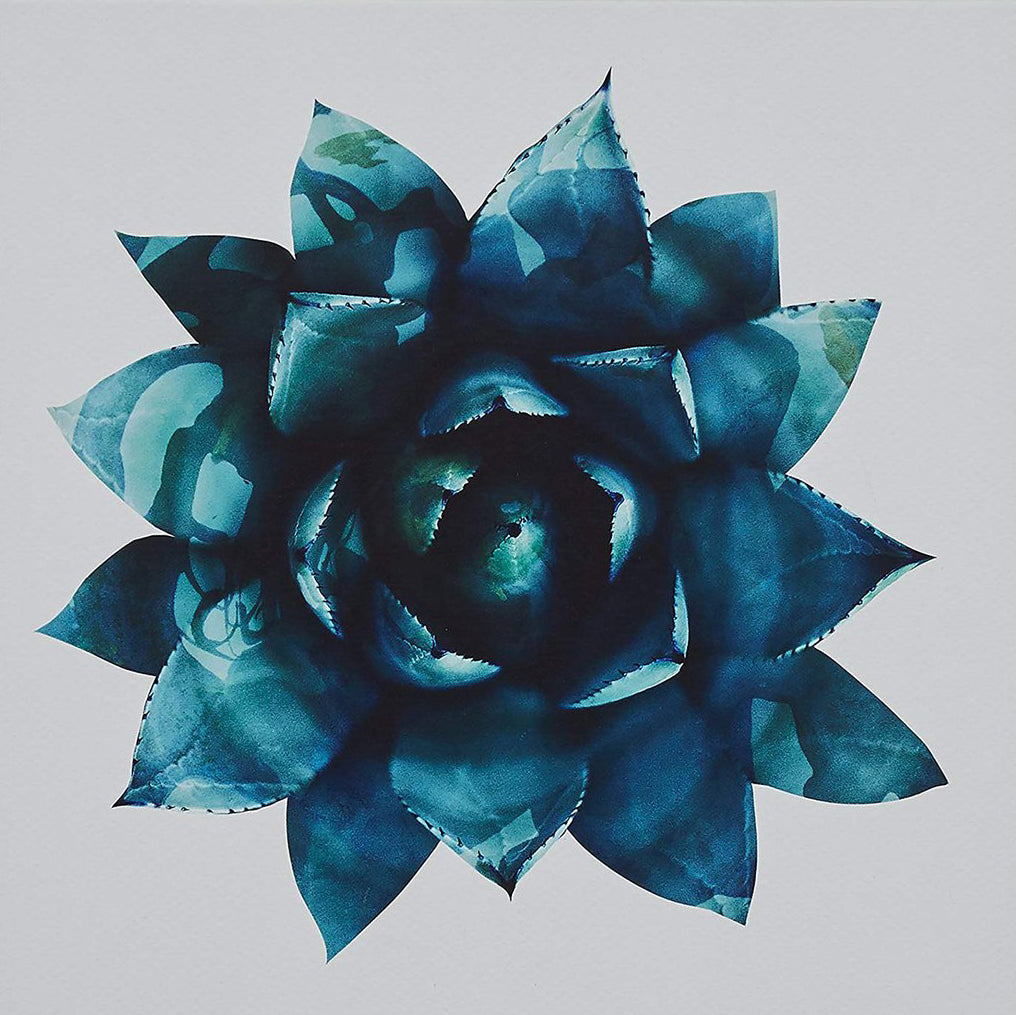Een Prachtige Blauw-Groene Agave in Close-up Diamond Painting