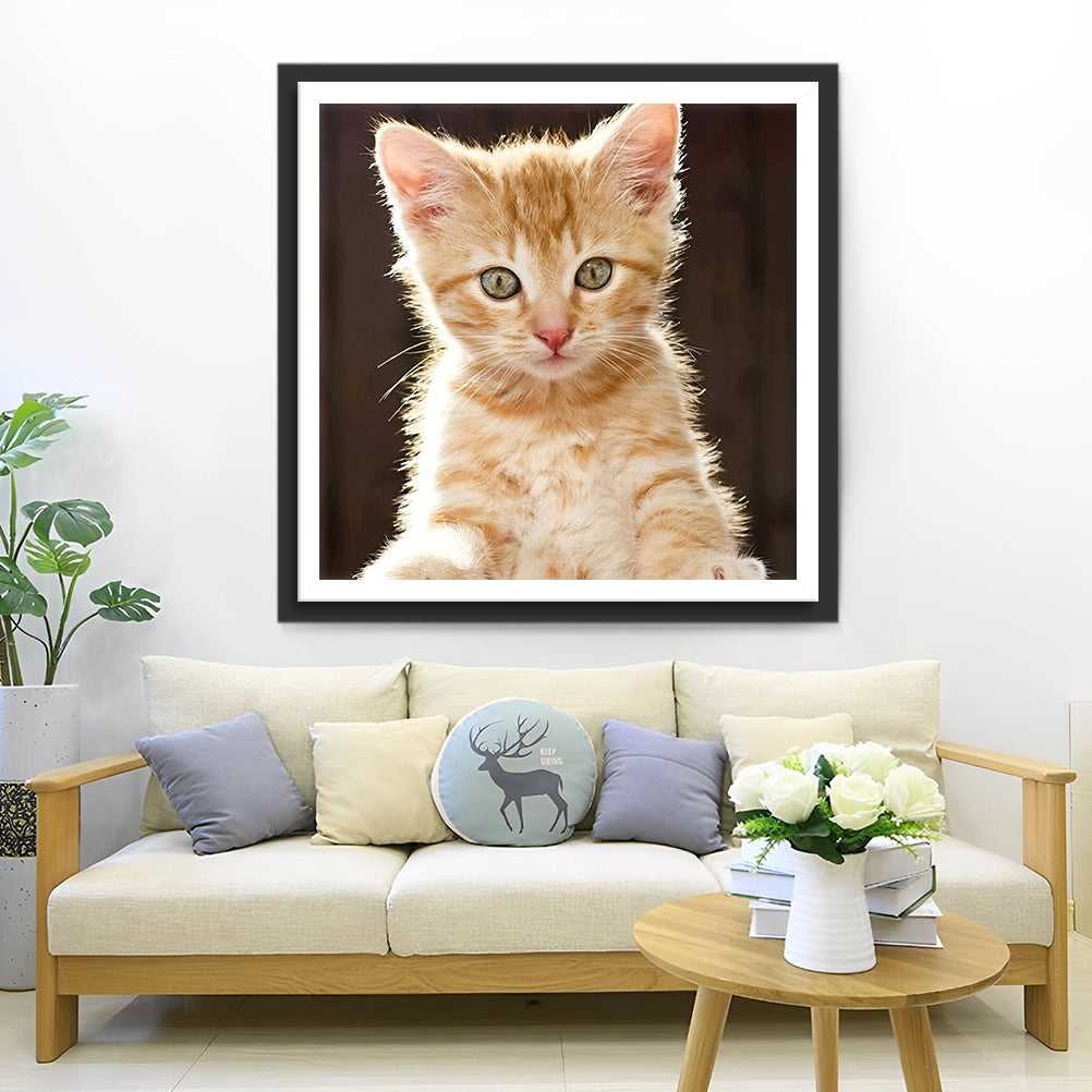 Een Schattig Katje Diamond Painting