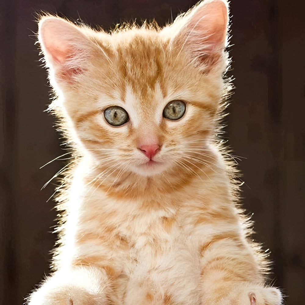 Een Schattig Katje Diamond Painting