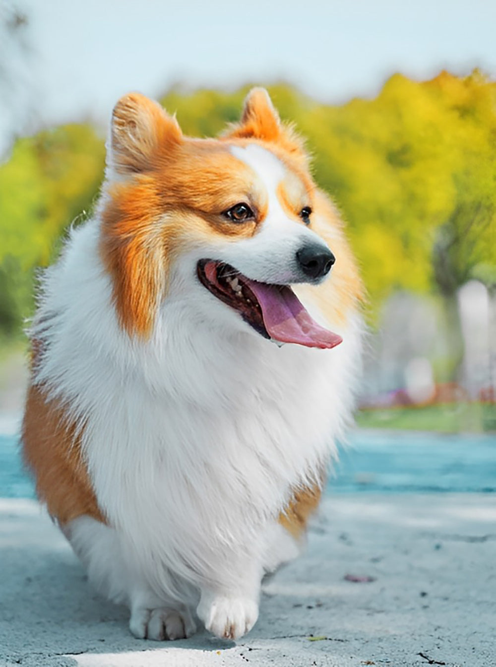 Een Schattige Corgi Diamond Painting