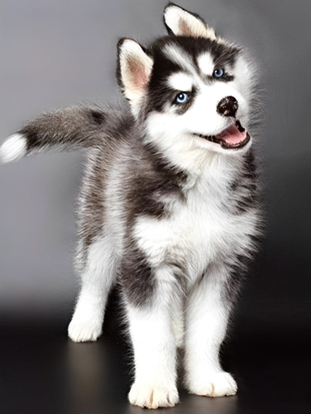 Een Schattige Husky Diamond Painting