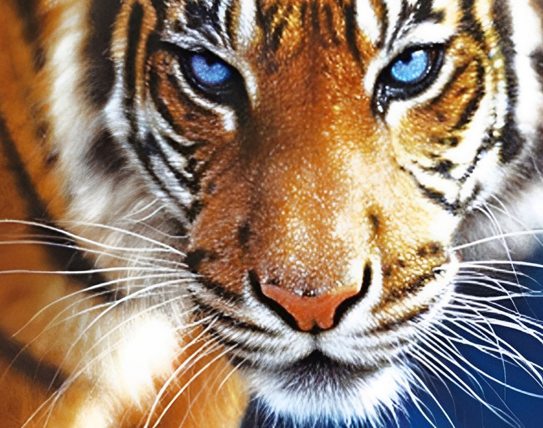 Een Serieuze Tijger met Blauwe Ogen Diamond Painting