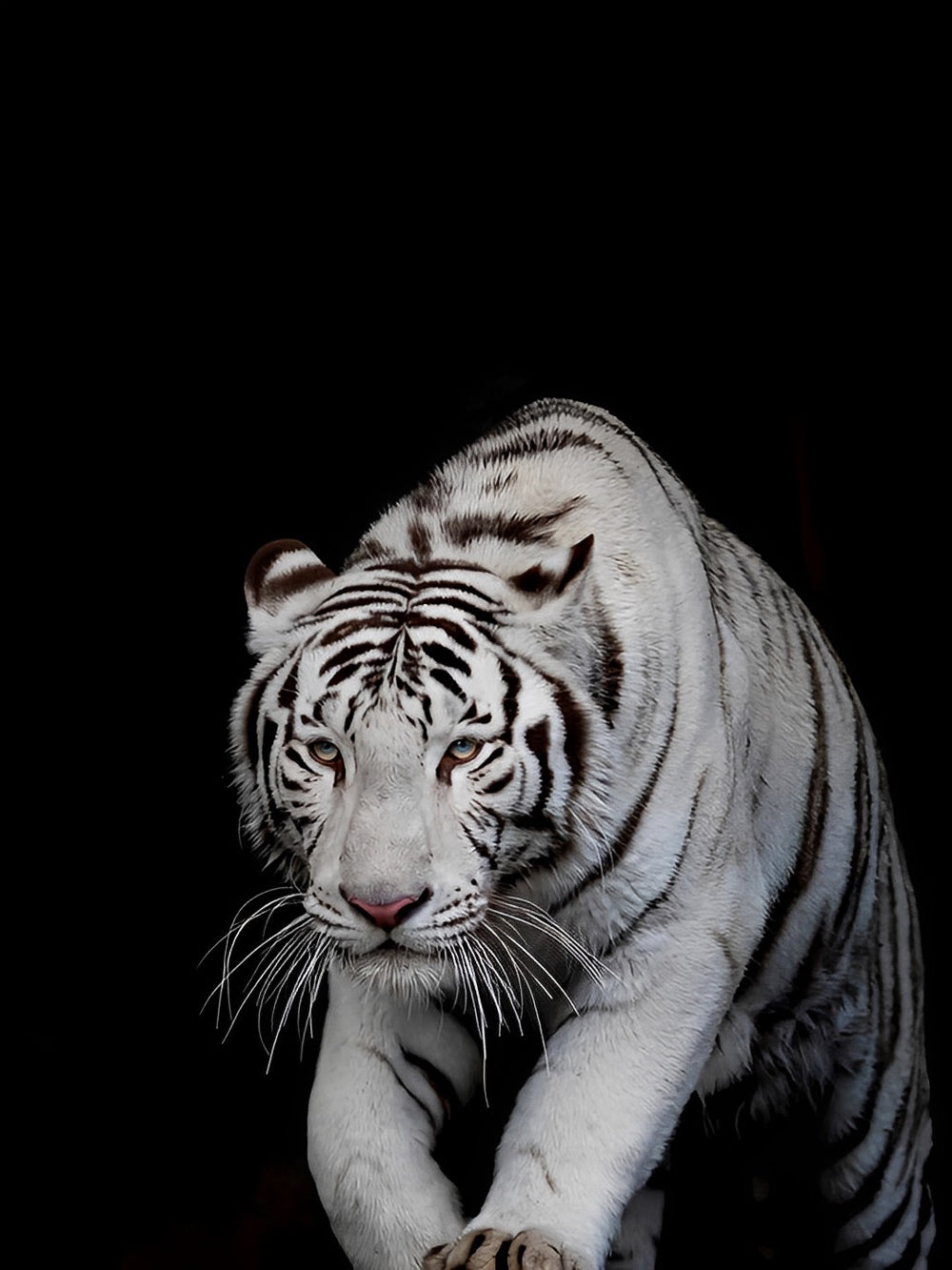 Een Tijger die Wacht op zijn Kans Diamond Painting