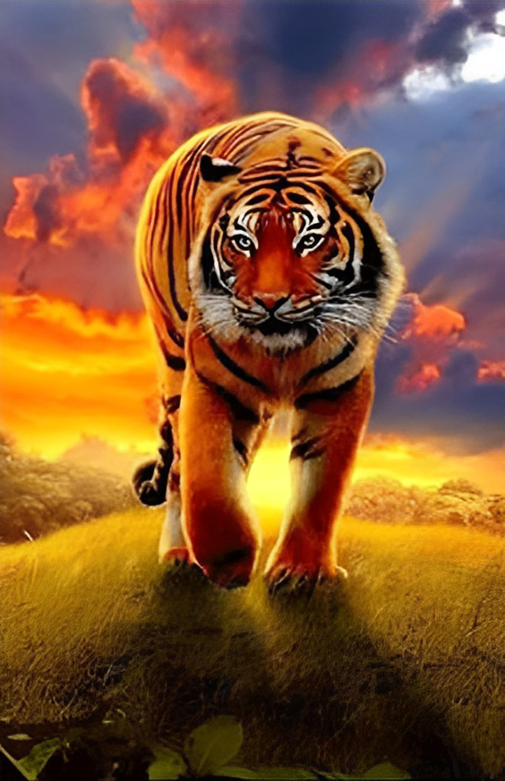 Een Tijger in het Gras onder de Zonsondergang Diamond Painting