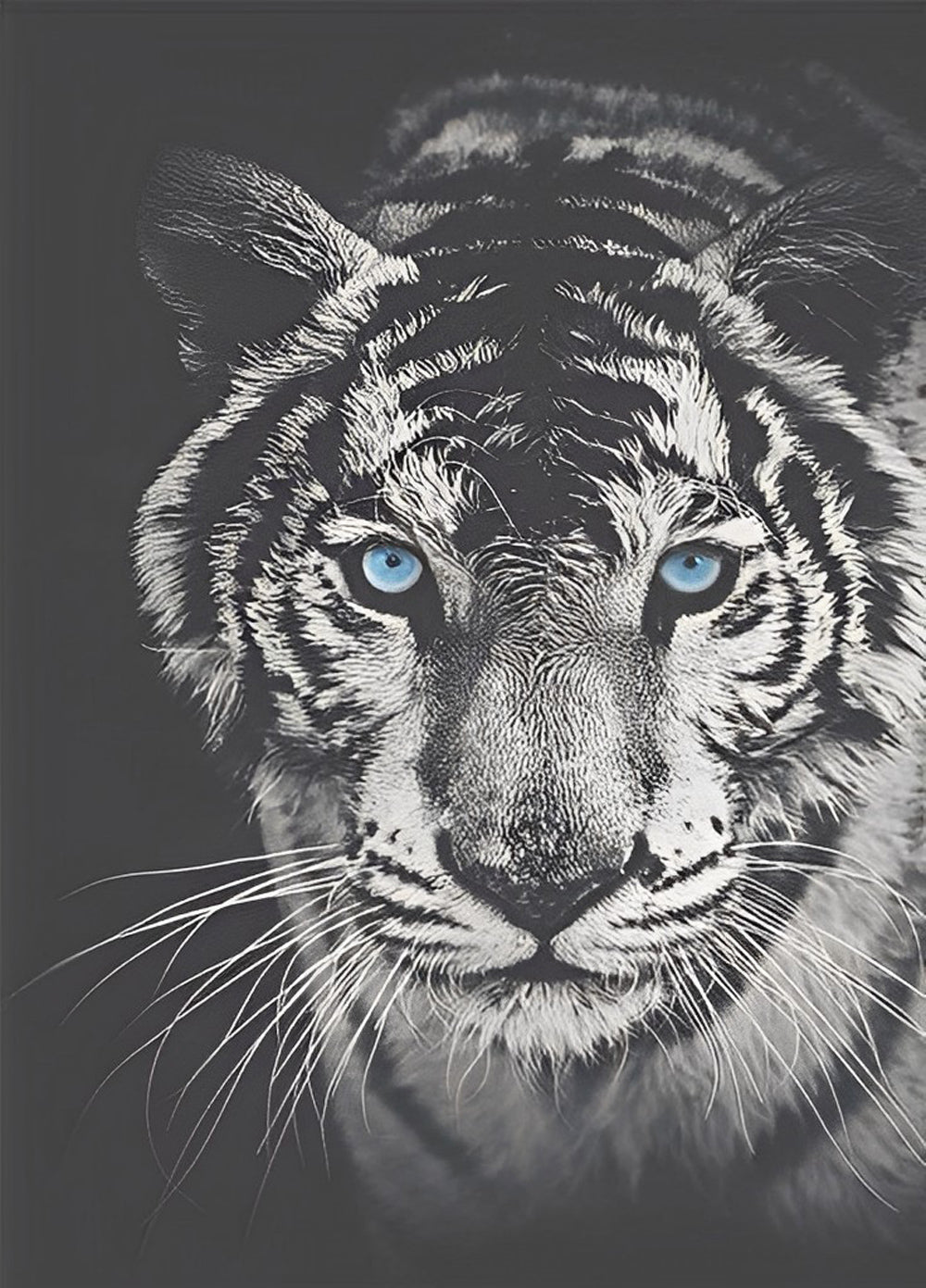 Een Tijger met Blauwe Ogen Diamond Painting