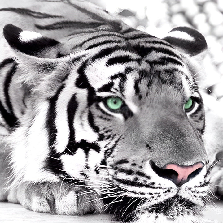 Een Tijger met Groene Ogen Diamond Painting