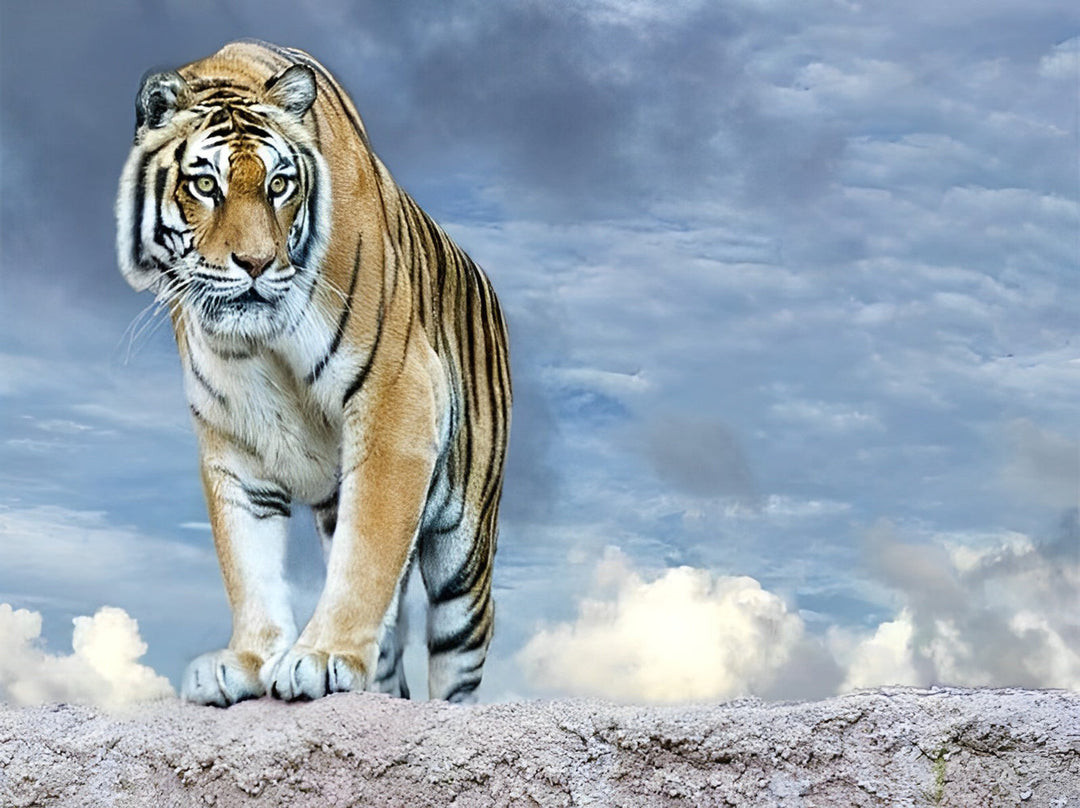 Een Tijger op een Klif Diamond Painting