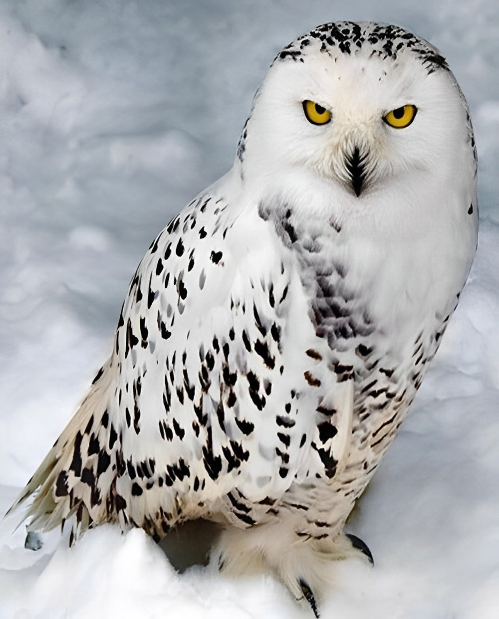 Een Uil in de Sneeuw Diamond Painting