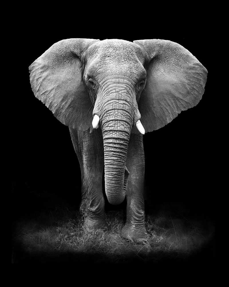 Een Vermoeide Olifant Diamond Painting