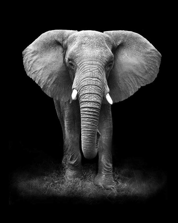 Een Vermoeide Olifant Diamond Painting