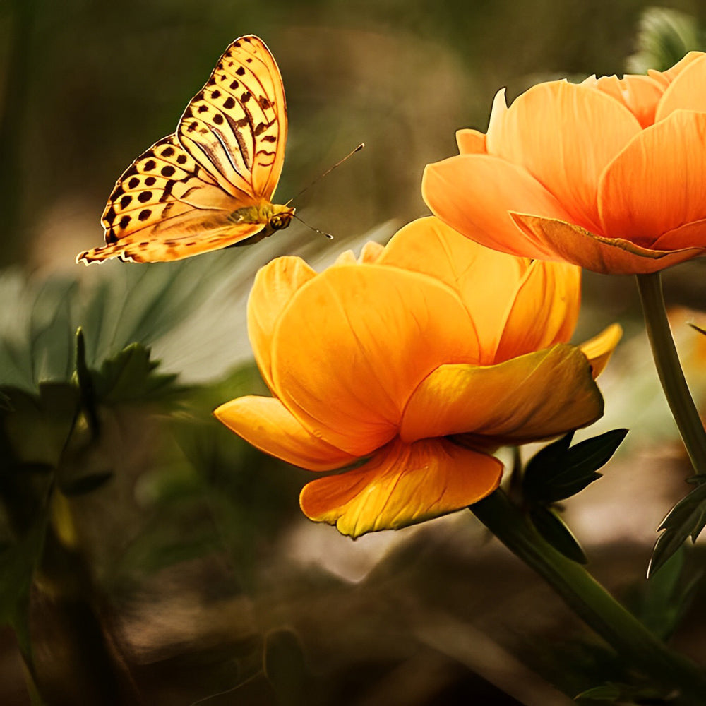 Een Vlinder bij Oranje Bloemen Diamond Painting