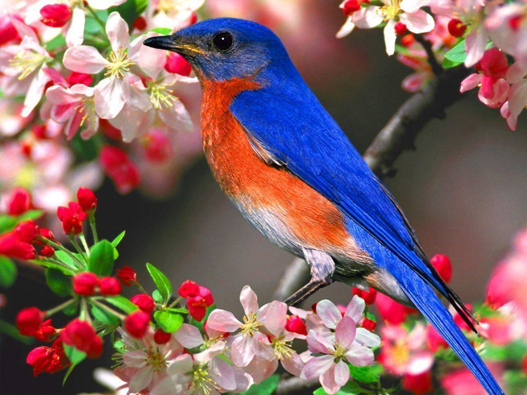 Een Vogel in een Boom met Roze Bloemen Diamond Painting