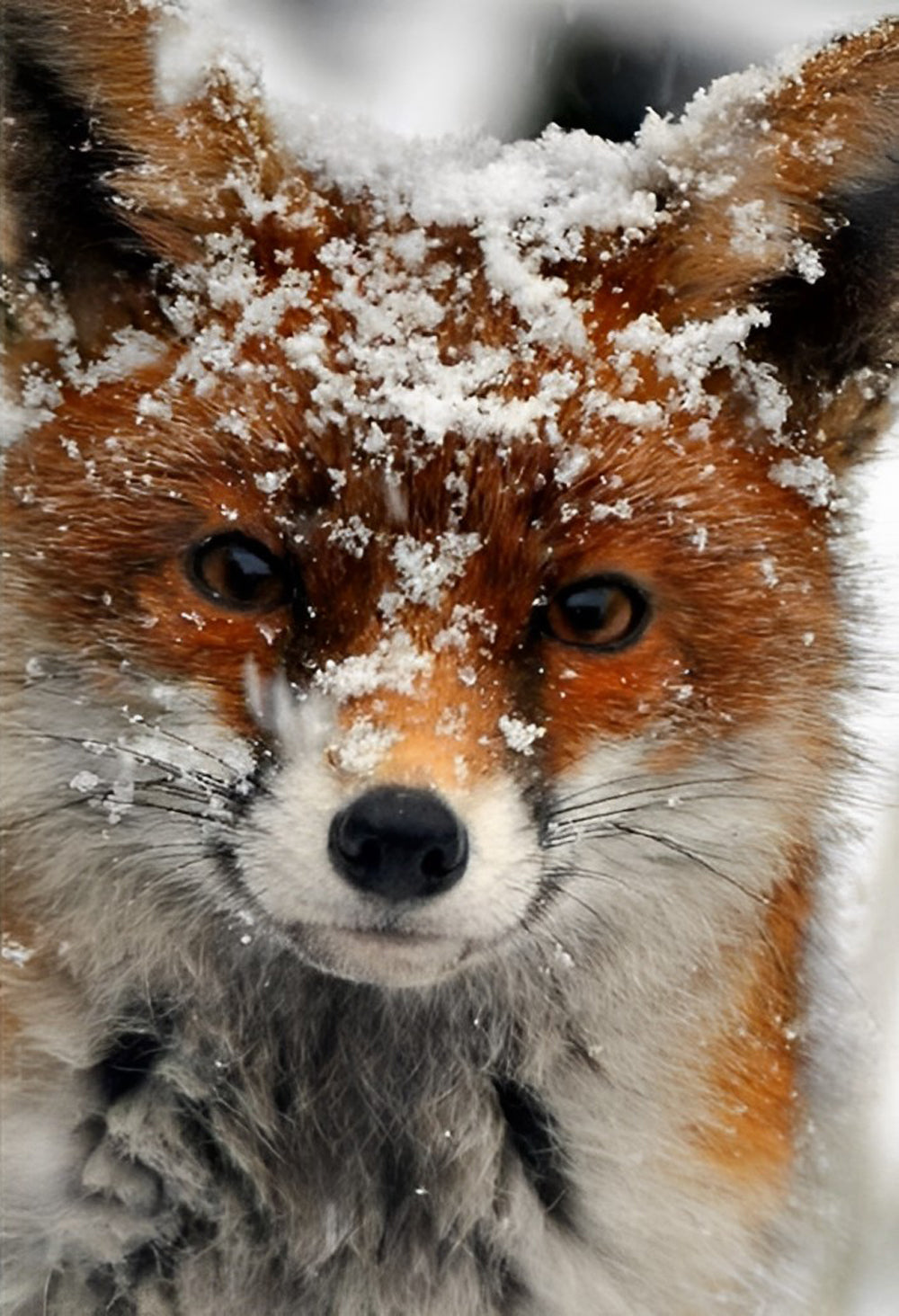 Een Vos met Sneeuw op zijn Hoofd Diamond Painting