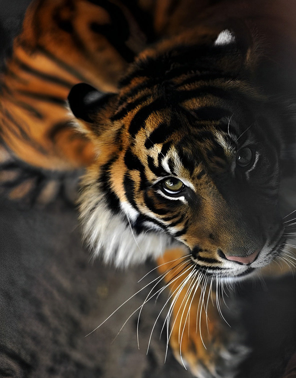 Een Waakzame Tijger Diamond Painting
