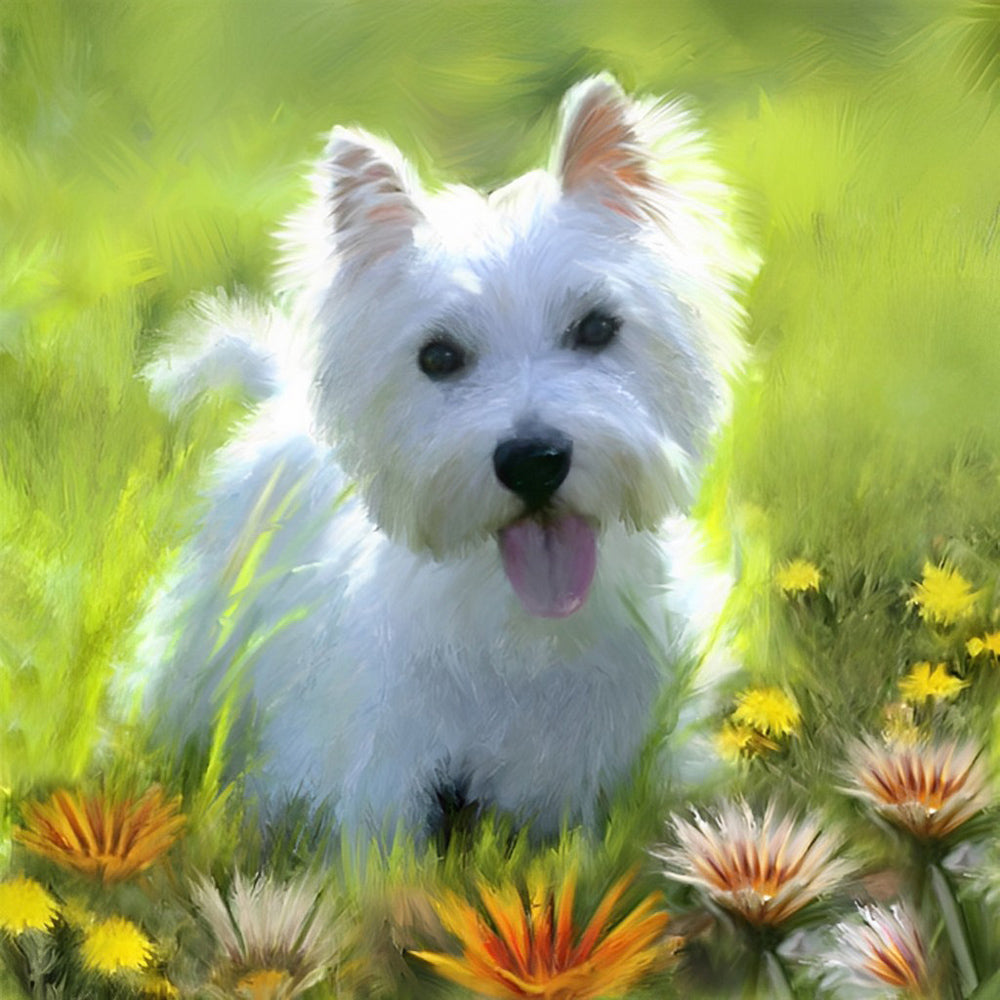 Een Westelijke Hooglander in Een Weiland vol Madeliefjes Diamond Painting