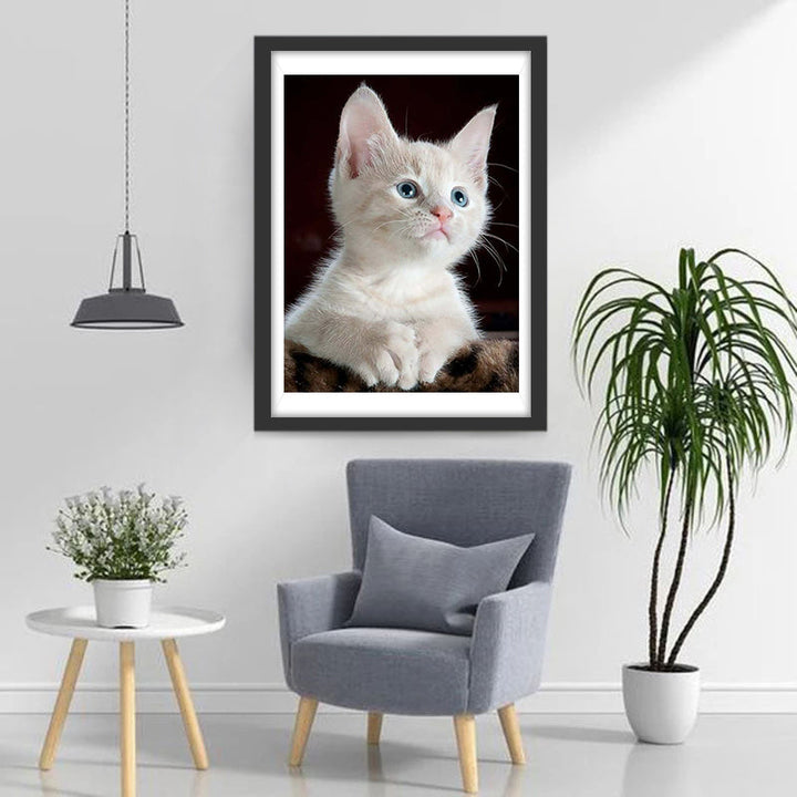 Een Witte Kat met Blauwe Ogen Diamond Painting