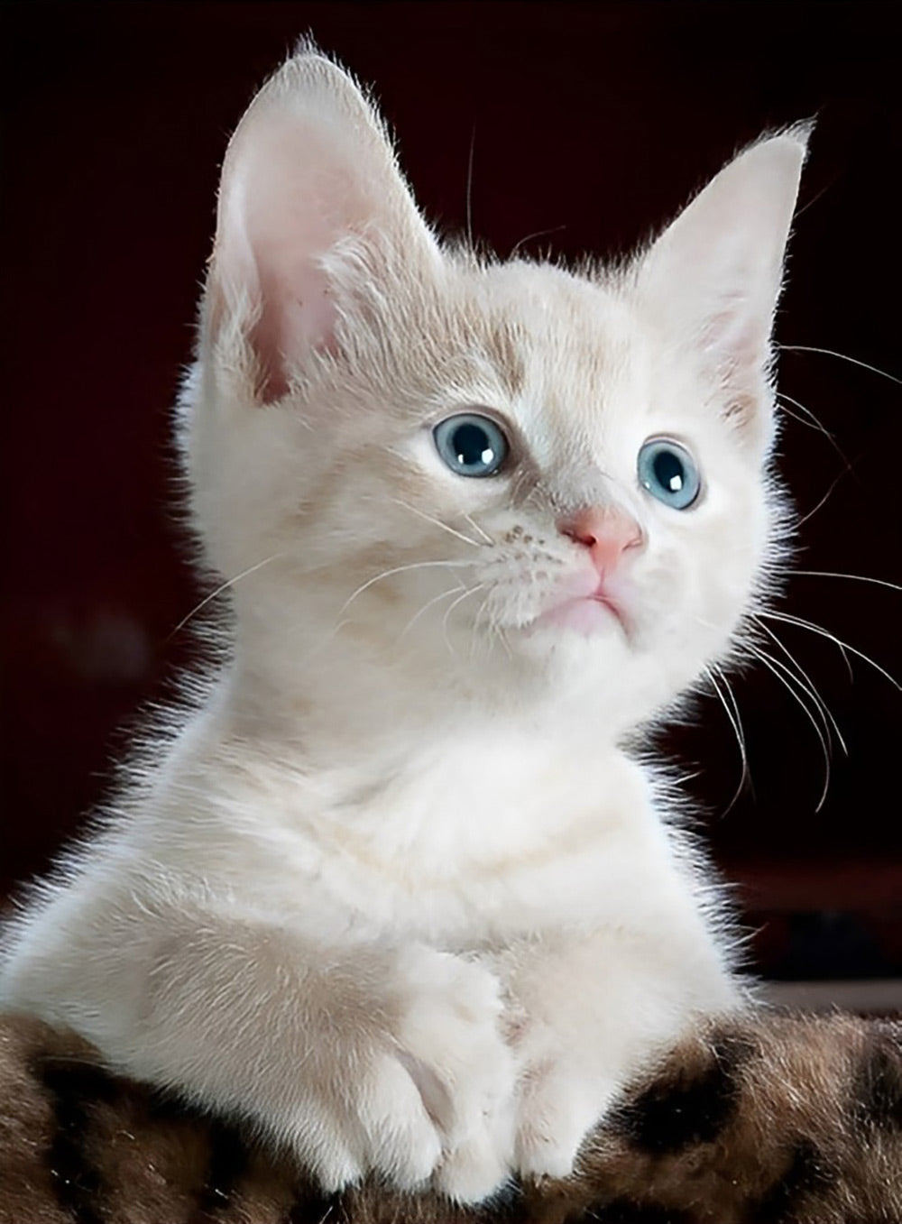Een Witte Kat met Blauwe Ogen Diamond Painting