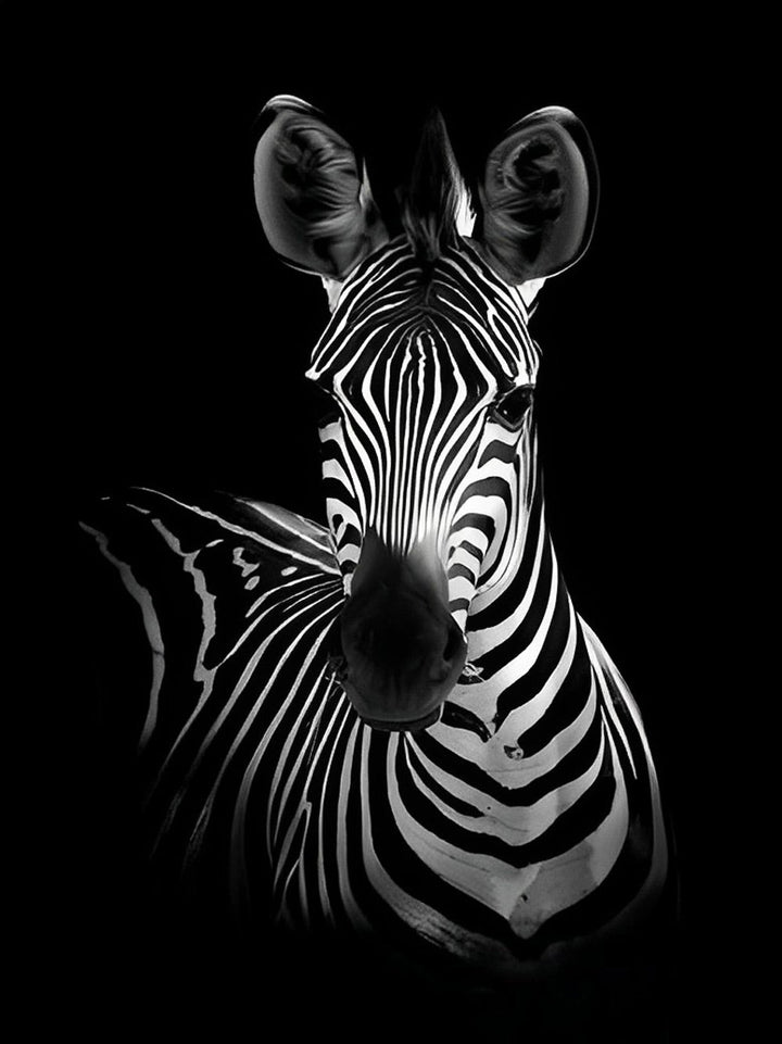 Een Zebra tegen een Zwarte Achtergrond Diamond Painting