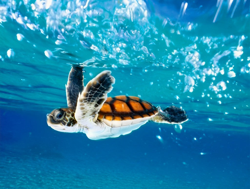 Een Zeeschildpad die met zijn Voorpoten Zwemt Diamond Painting