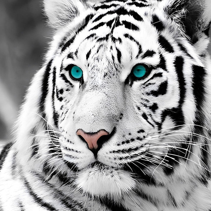 Een Zwart-Witte Tijger met Groene Ogen Diamond Painting