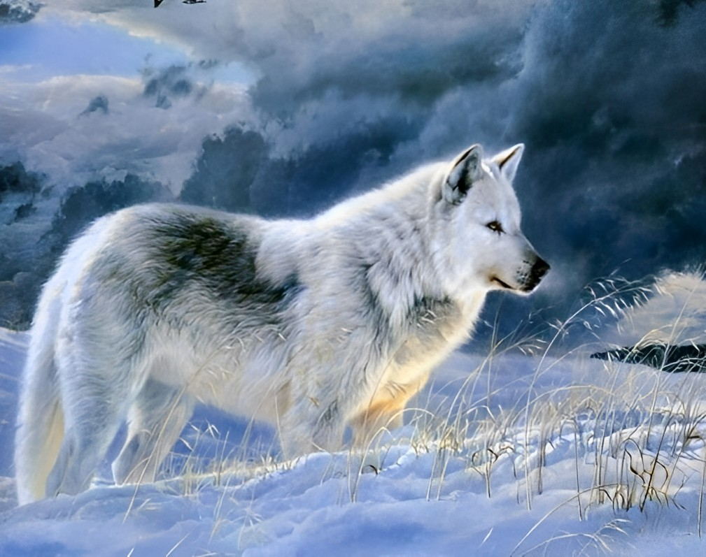 Een Zwart-Witte Wolf in de Sneeuw Diamond Painting
