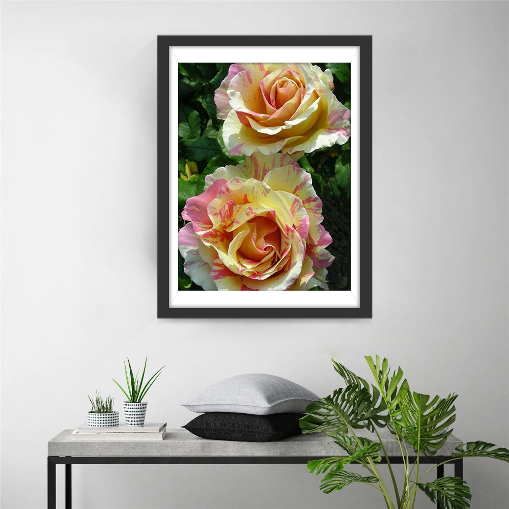 Gele en Roze Tweekleurige Rozen Diamond Painting