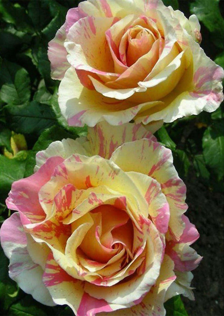 Gele en Roze Tweekleurige Rozen Diamond Painting