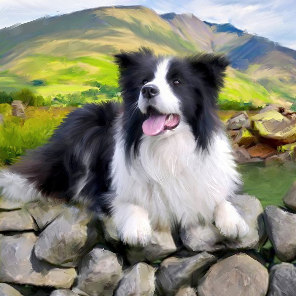 Gelukkige Border Collie op de Stenen Diamond Painting