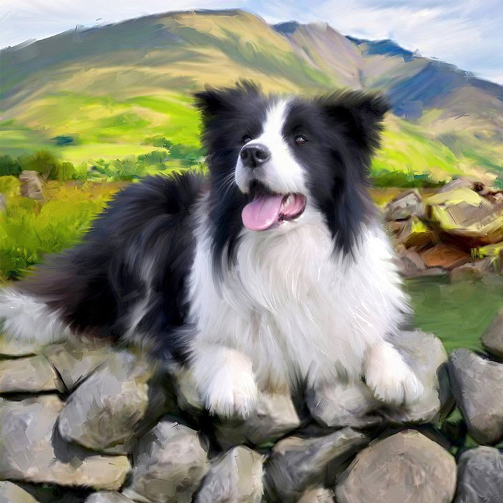 Gelukkige Border Collie op de Stenen Diamond Painting