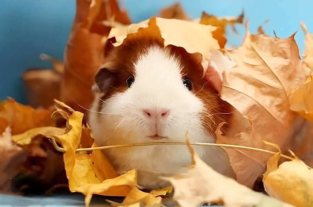 Hamstertje Tussen de Esdoornbladeren Diamond Painting